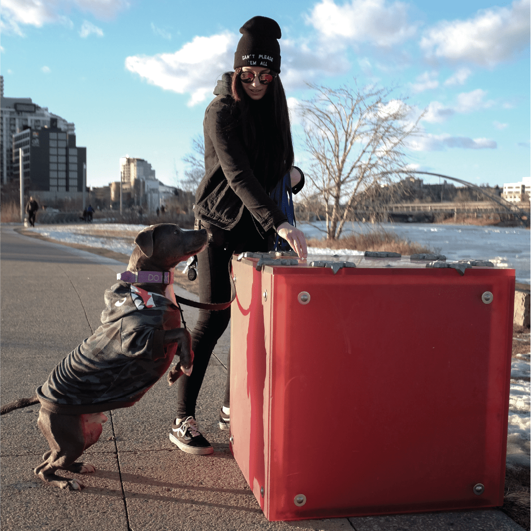 how many dogs are you allowed in calgary